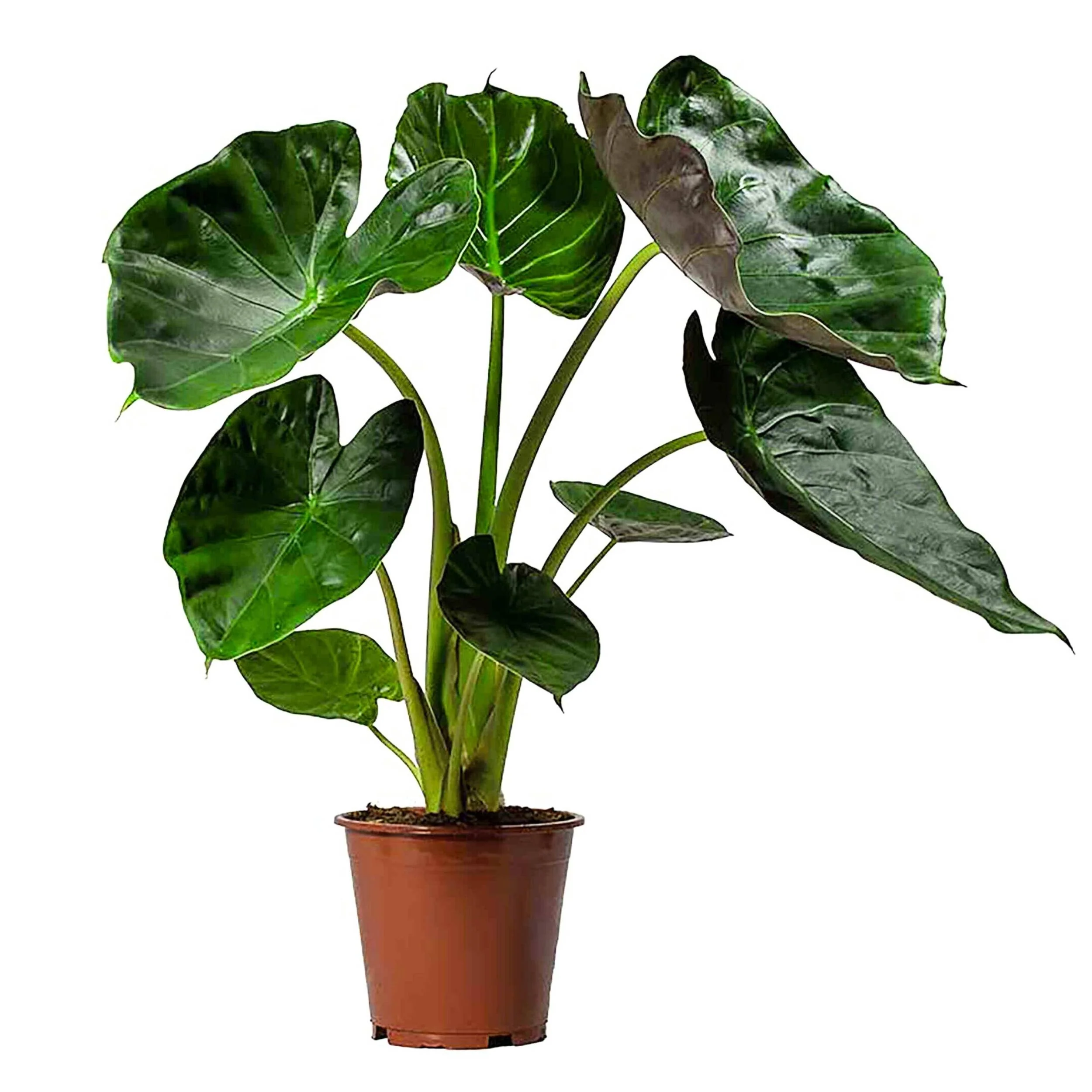 Imagem do produto 6
