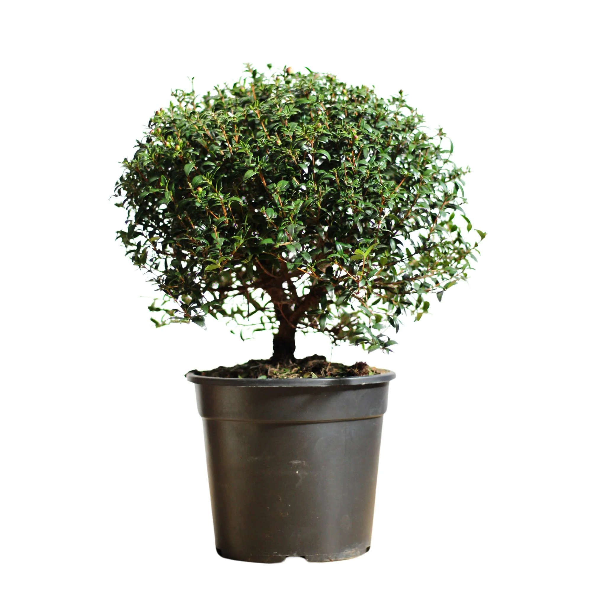 Plantas
